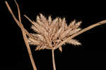 Low flatsedge